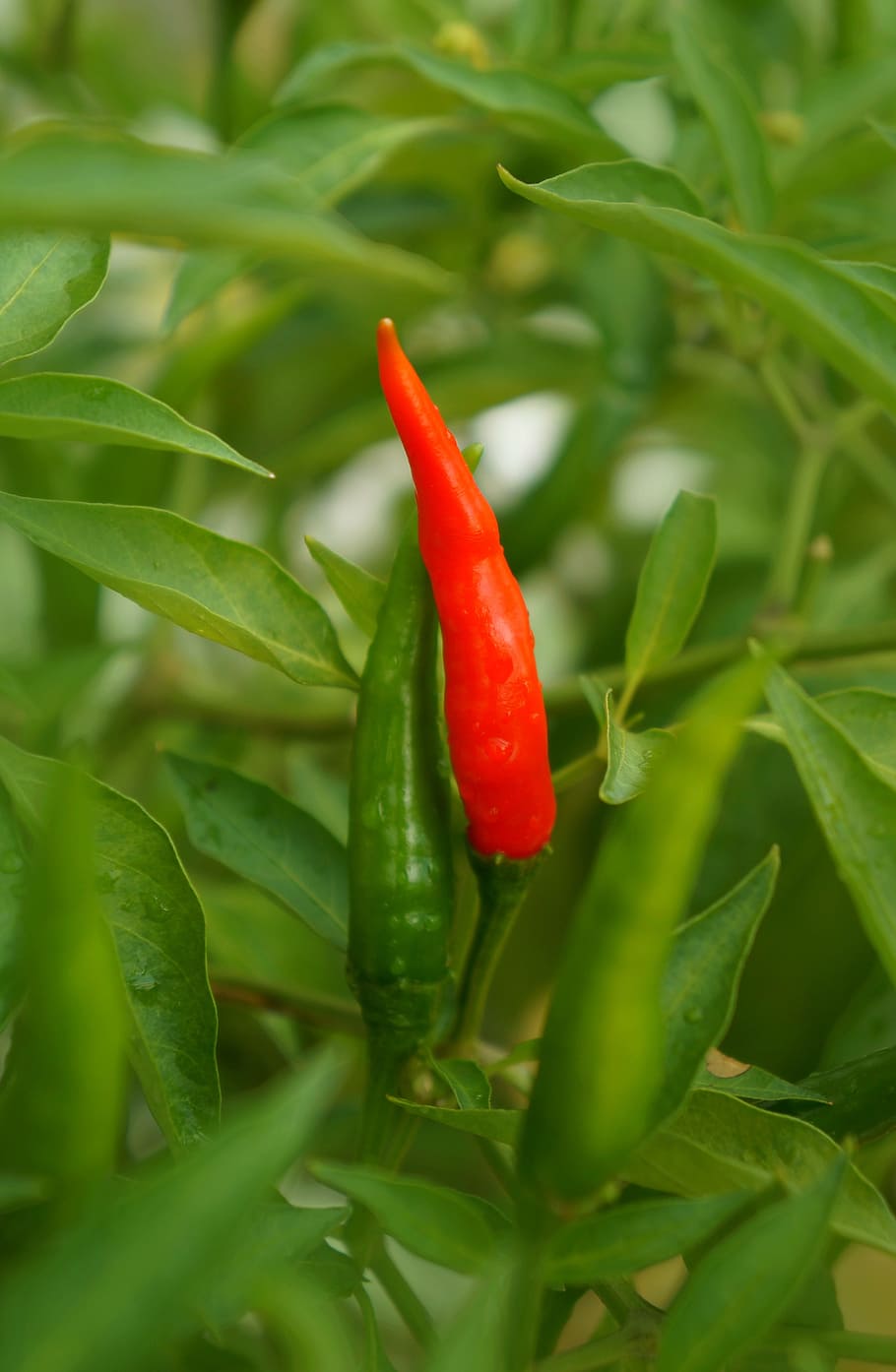 food, chilli, red, green color, pepper, chili pepper, vegetable HD wallpaper