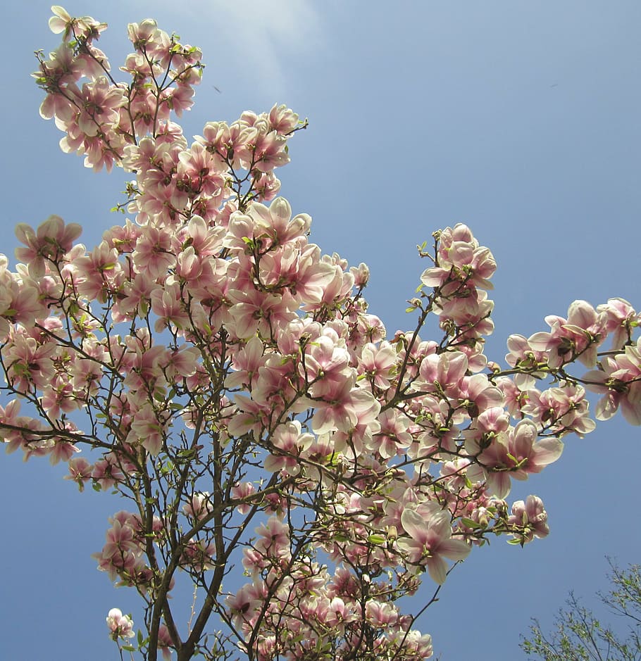 magnolia tree, spring, leaf, white, purple, summer, beautiful HD wallpaper