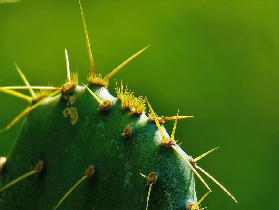 cactus, macro, green, yellow, nature, green color, invertebrate HD wallpaper