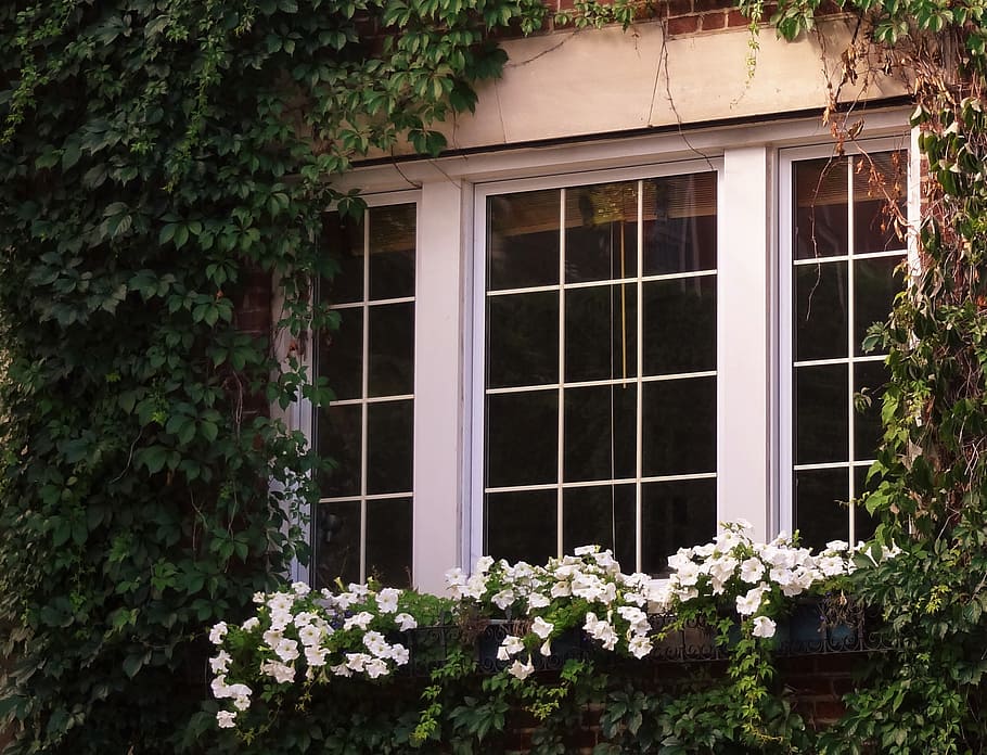 windows, flower, spring, plant, built structure, architecture HD wallpaper