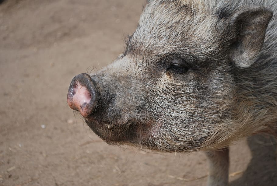 teacup pig desktop backgrounds