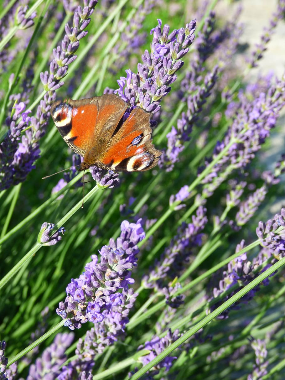 lavender, butterfly, insect, nature, flower, summer, purple HD wallpaper