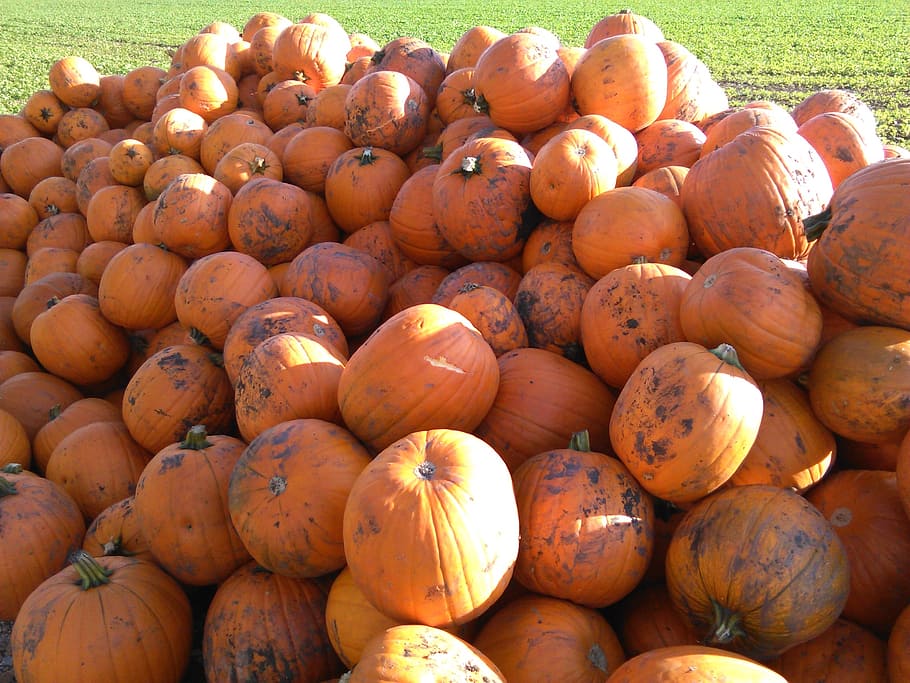 pumpkin, autumn, autumn decoration, vegetables, orange, harvest, HD wallpaper