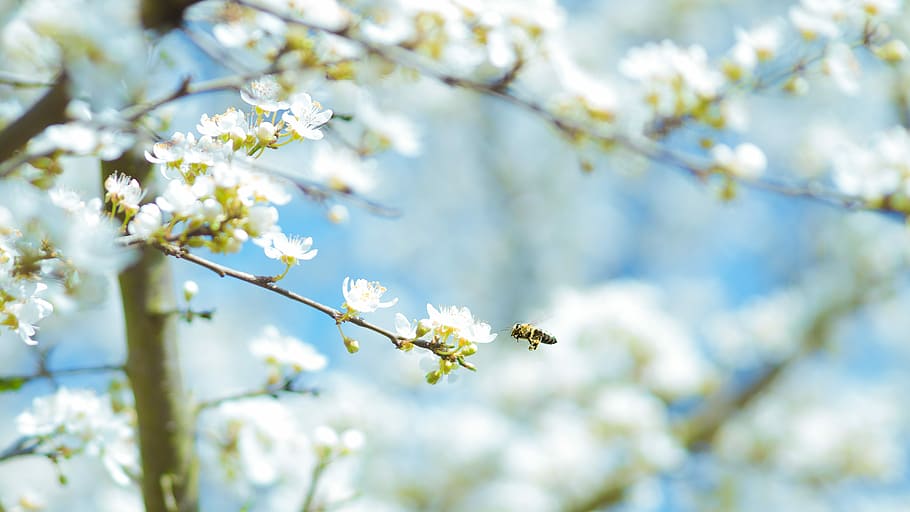 macro shot photography of white flowers, white flowers, tree HD wallpaper