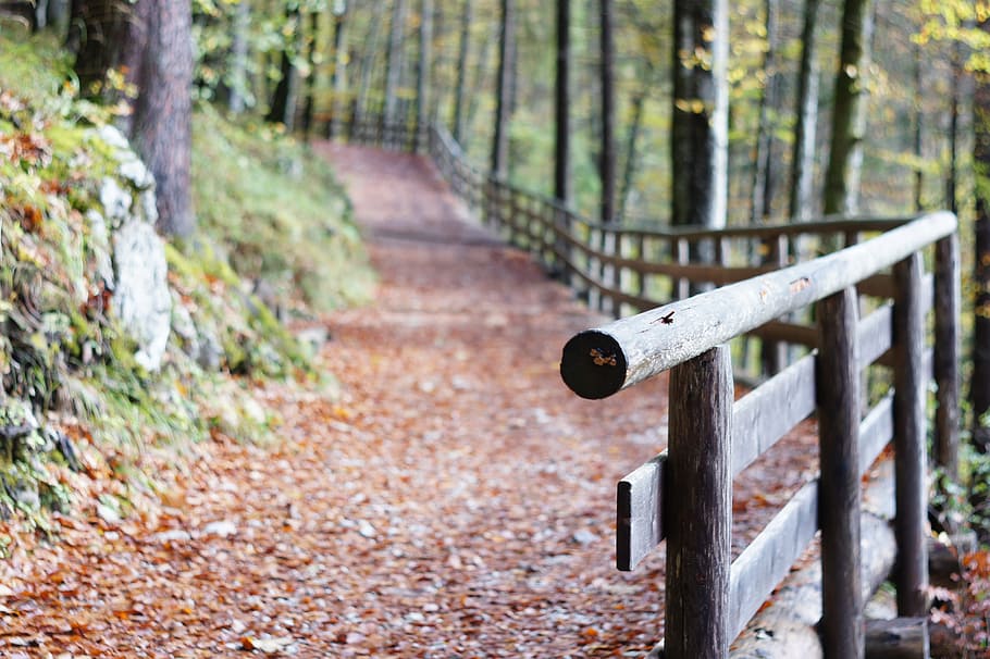 brown wooden fence near woods, railing, away, forest path, trail HD wallpaper
