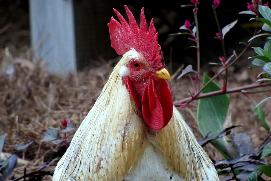 selective focus photography of white and red rooster at daytime HD wallpaper