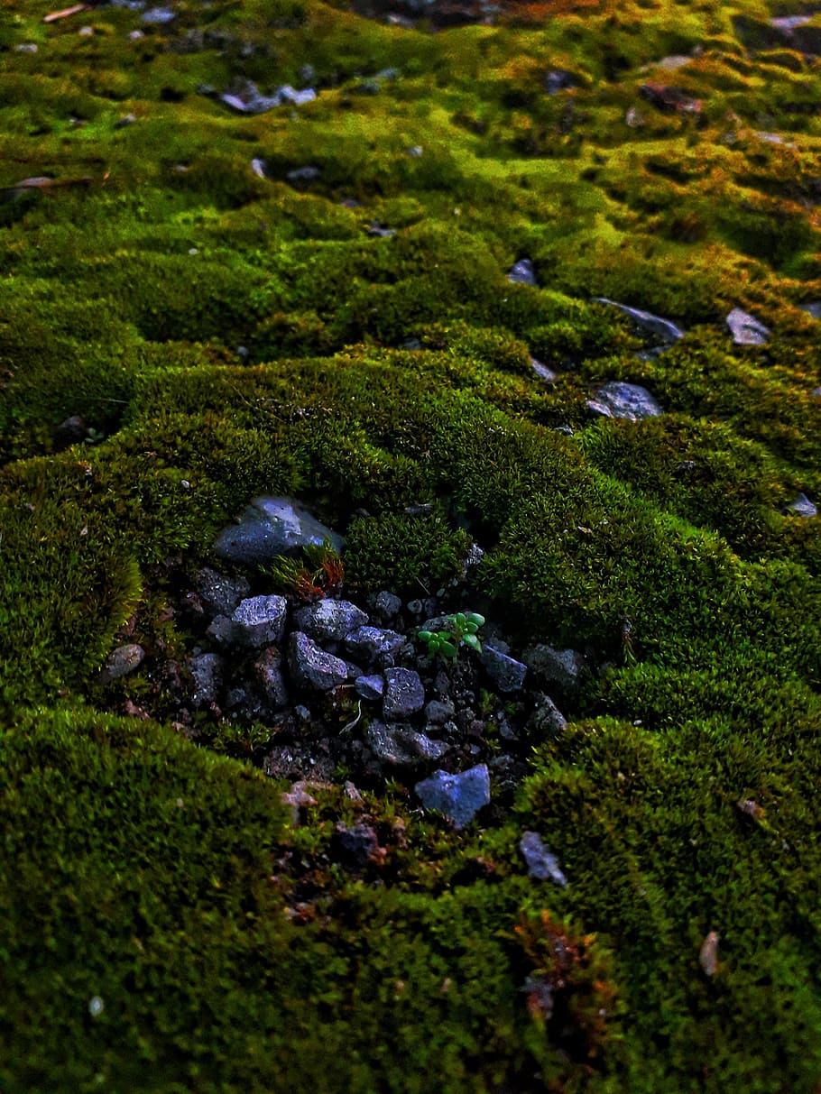 green, hill, landscape, tree, plant, moss, water, nature, beauty in nature HD wallpaper
