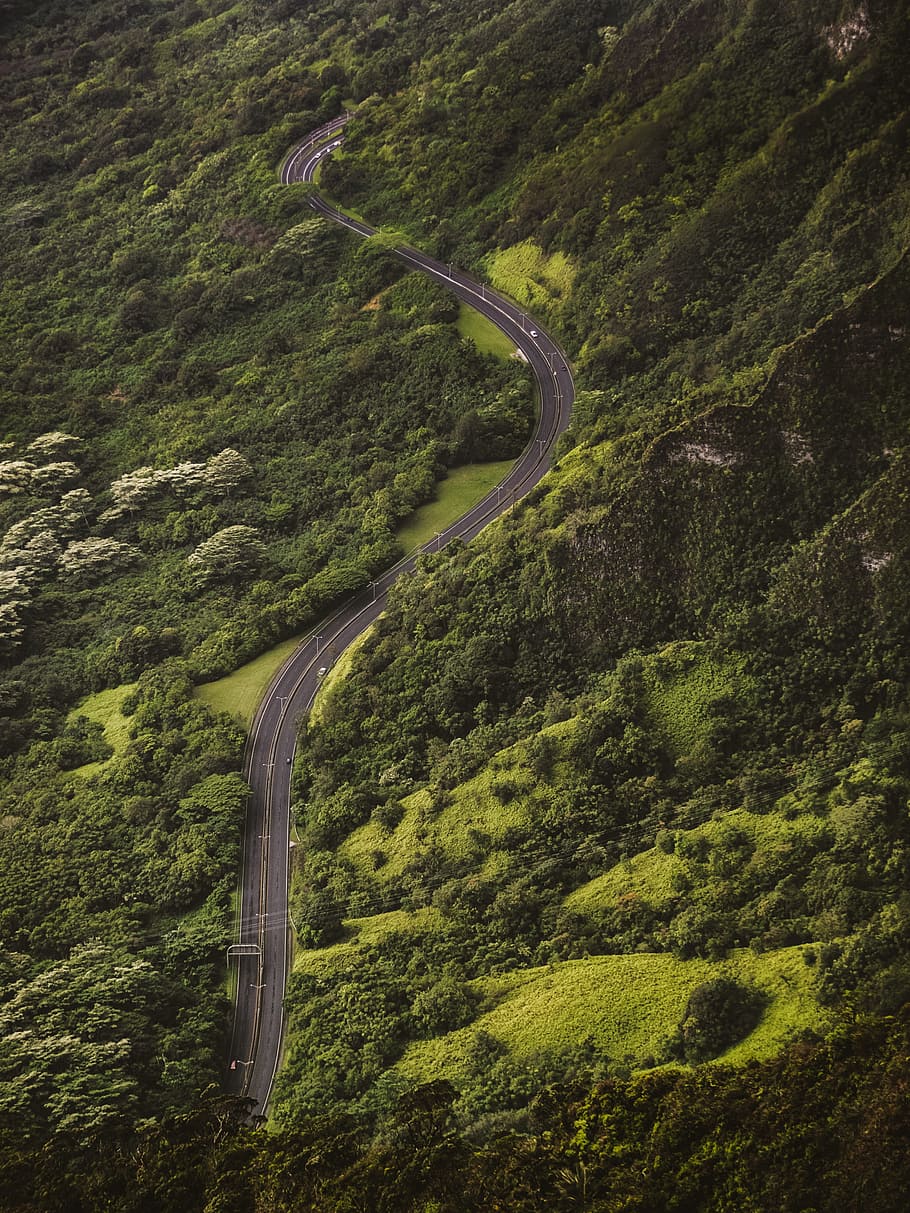 bird's eye view photography of concrete road between tall trees, Winding Around HD wallpaper