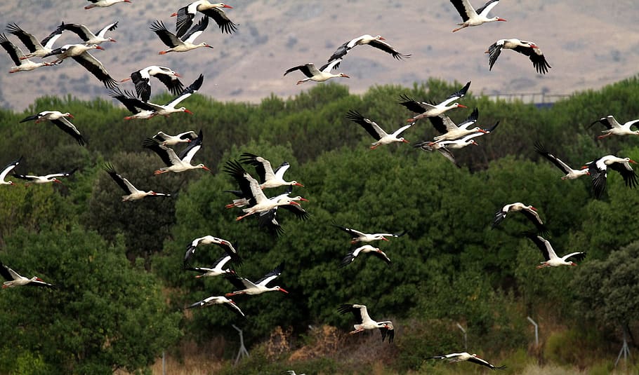 spain, storks, flock, flying, manzanares, nature, lake, river HD wallpaper