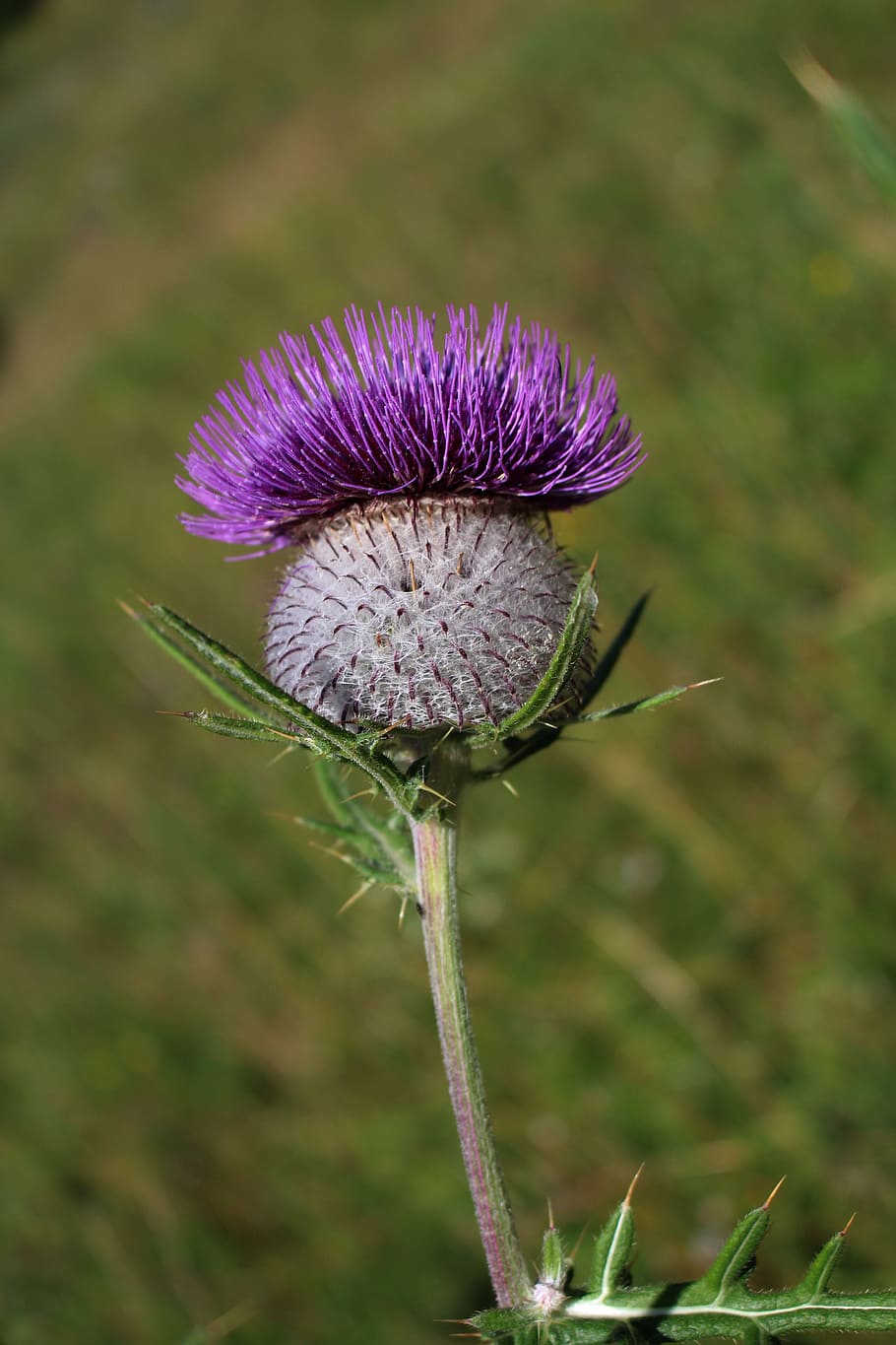 thistle, thistles, summer, meadow, thistle flower, flowering plant, HD wallpaper