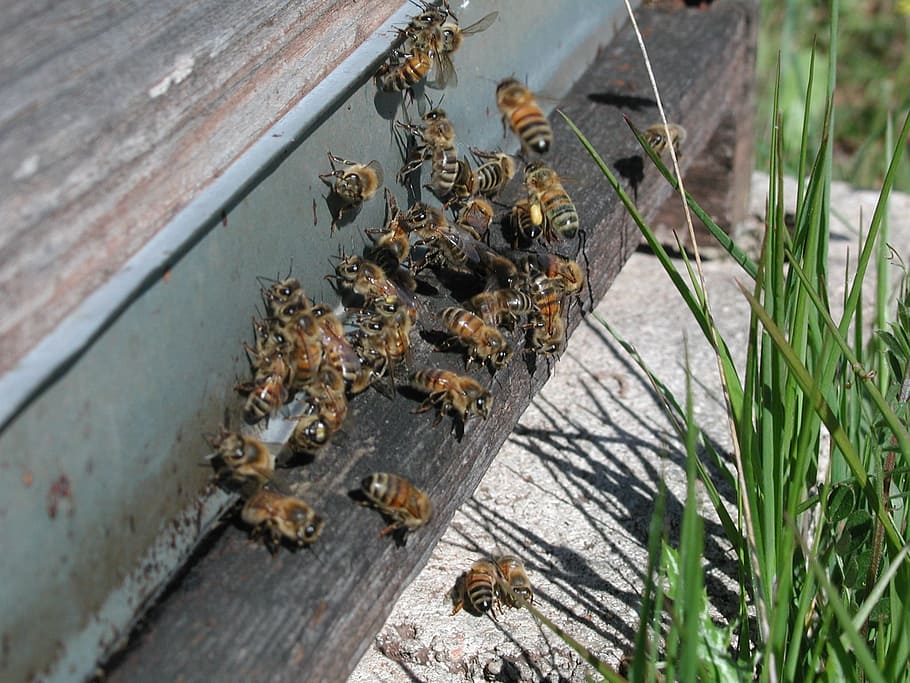 Bee, Hive, Nature, insect, animal wildlife, animal themes, animals in the wild HD wallpaper