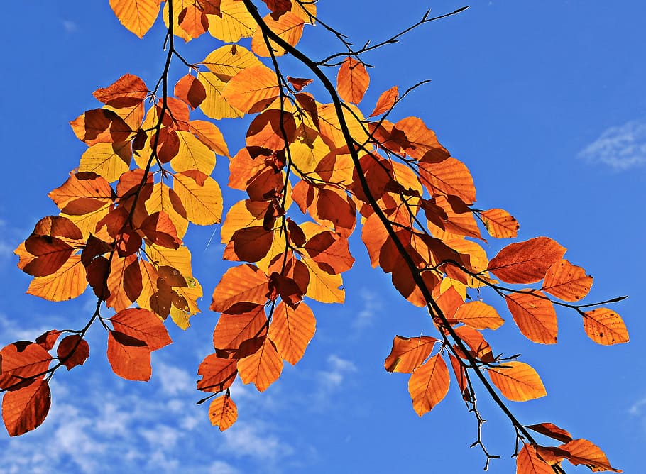 orange leafed tree photo, fall leaves, autumn, mood, true leaves, HD wallpaper