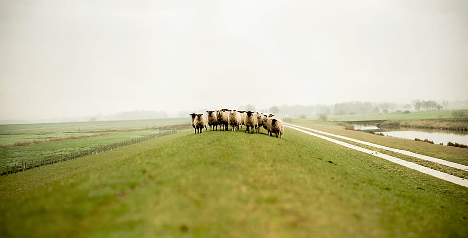 herd of sheeps, nature, grass, animals, rural Scene, farm, agriculture HD wallpaper