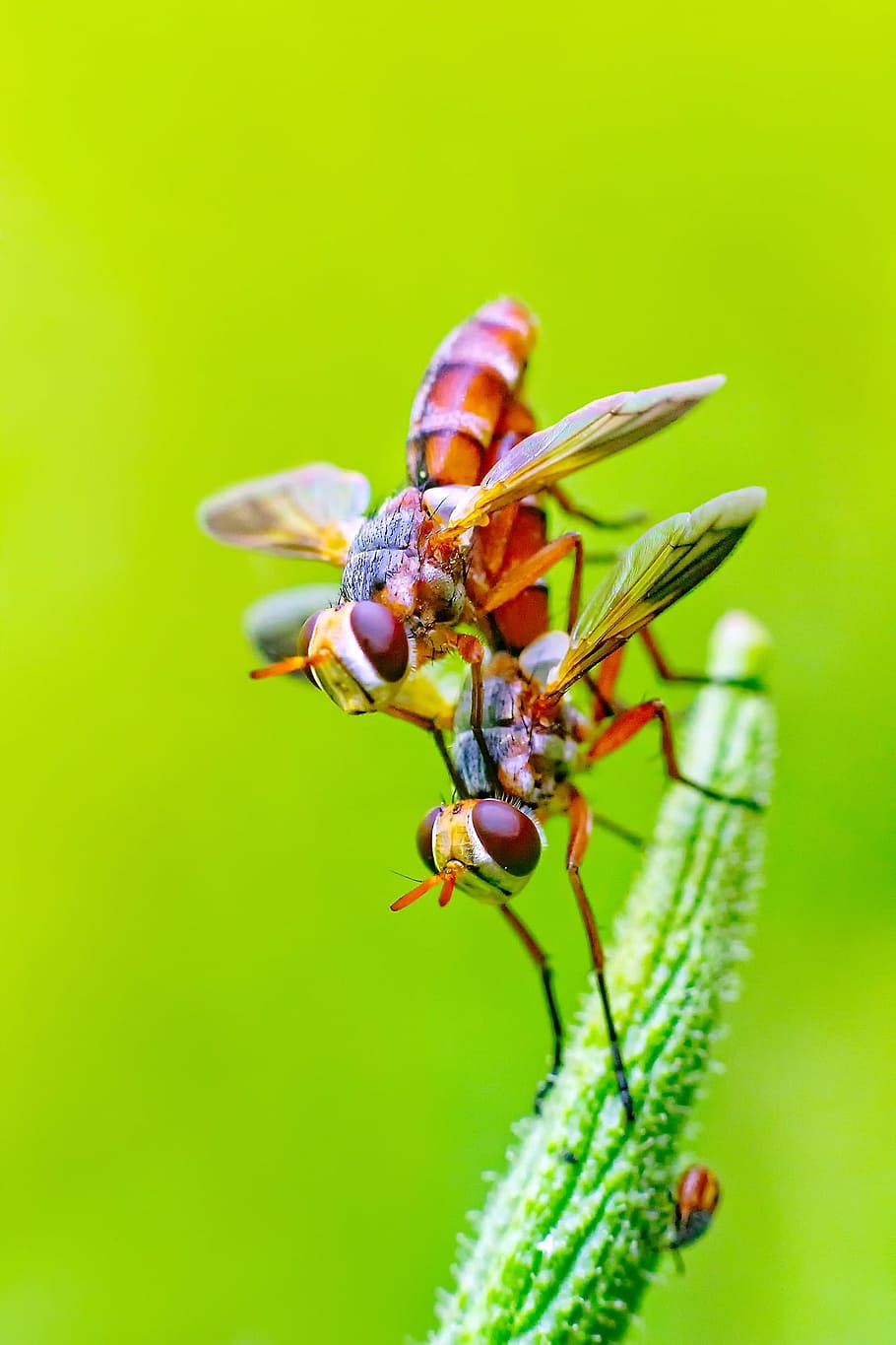 two brown hoverflies, fly, insects, pair, chennai, india, green color HD wallpaper