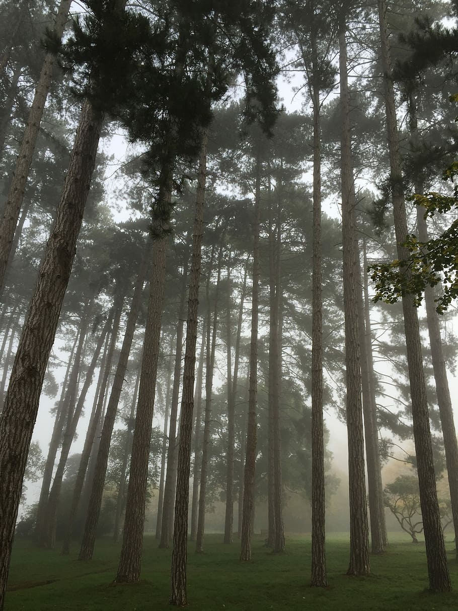 tall trees surrounded with fogs, green tree field, forest, mist HD wallpaper