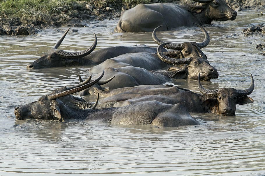 buffalo, asiatic, wild, mud, animal, kaziranga, national, park, HD wallpaper