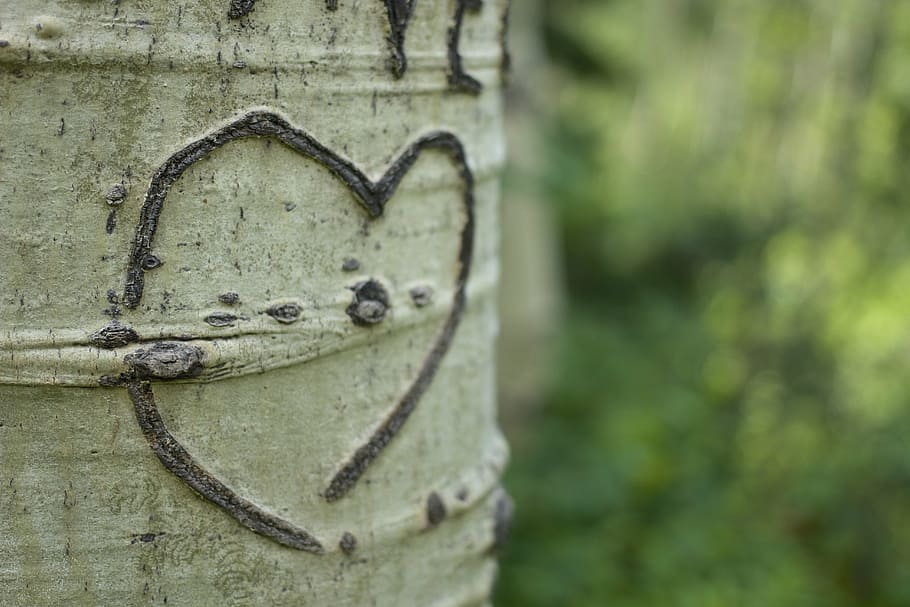 focus photography of tree stem with heart, aspen, bark, carving HD wallpaper