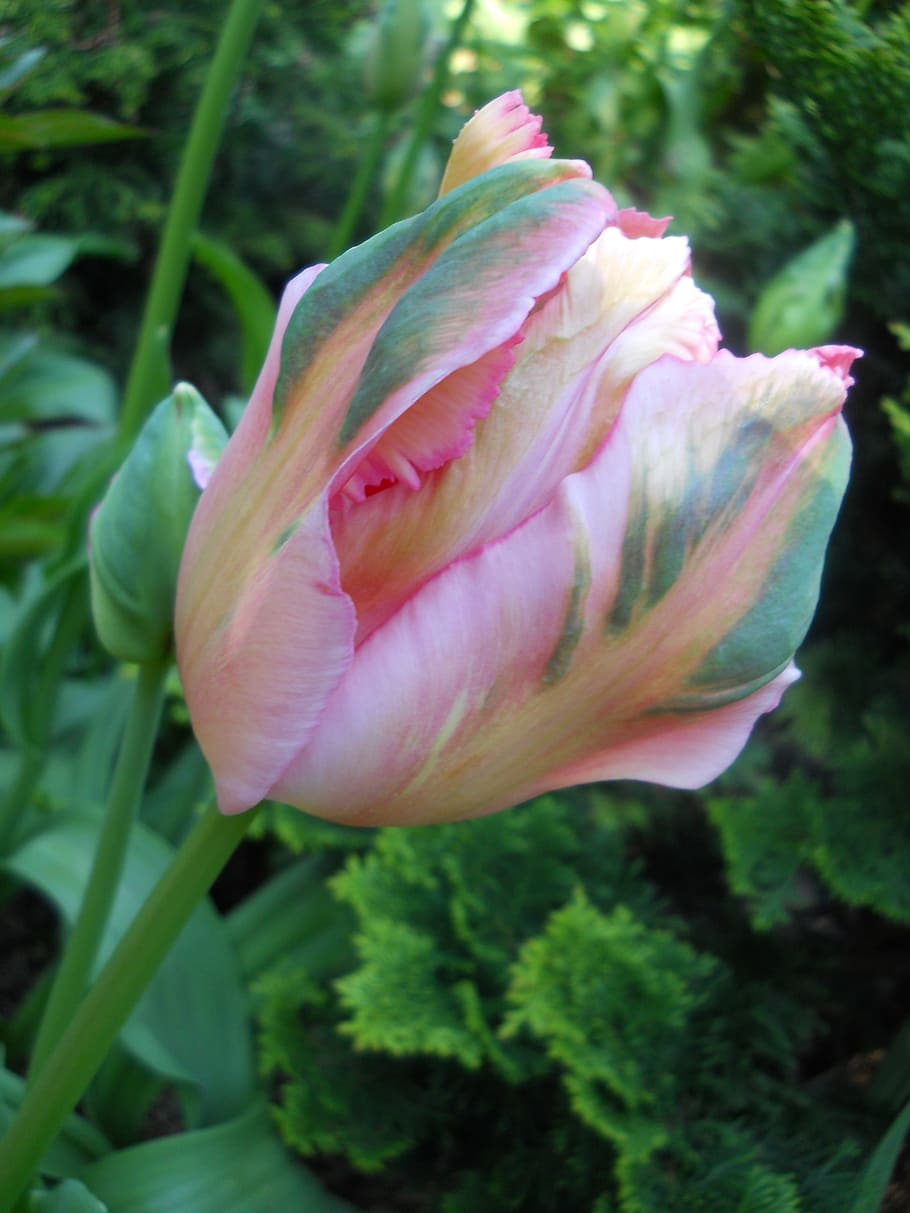 tulip, multi-colored, flower, bloom, flowering plant, vulnerability HD wallpaper