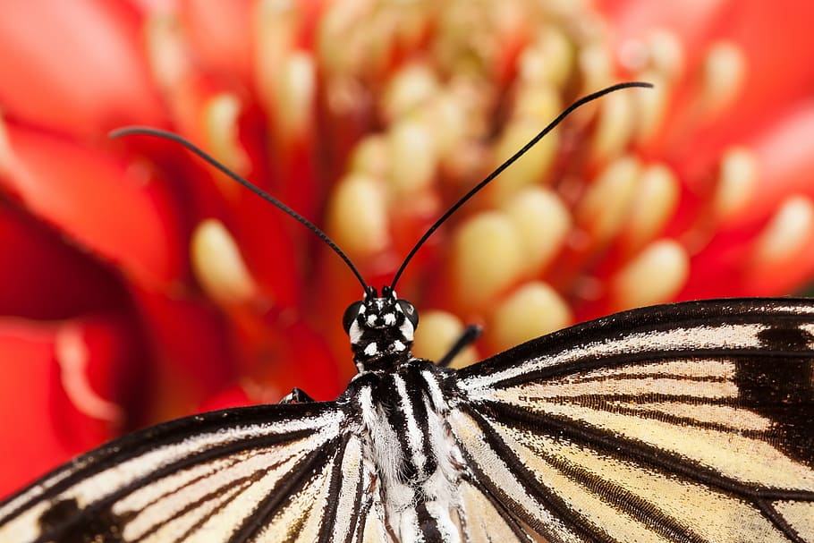 butterfly, blossom, bloom, probe, close, flower and butterfly HD wallpaper