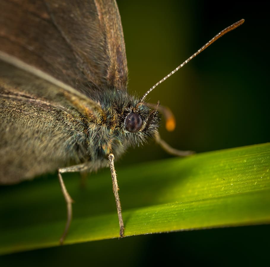 butterfly, insect, lepidoptera, nature, macro, mustache, one animal HD wallpaper