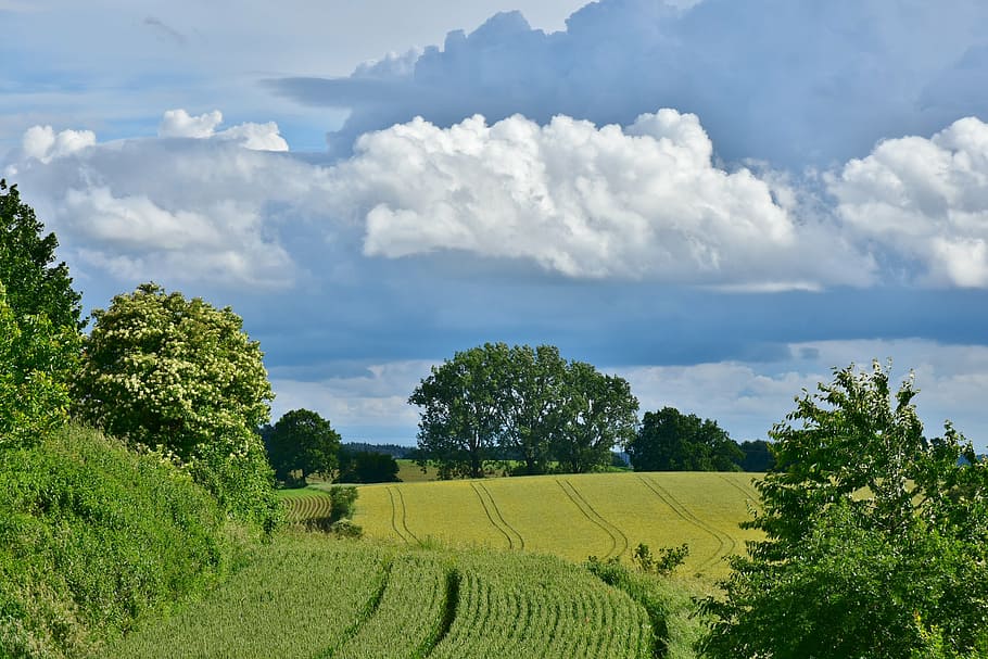green grass field under white clouds, landscape, arable, scenic HD wallpaper