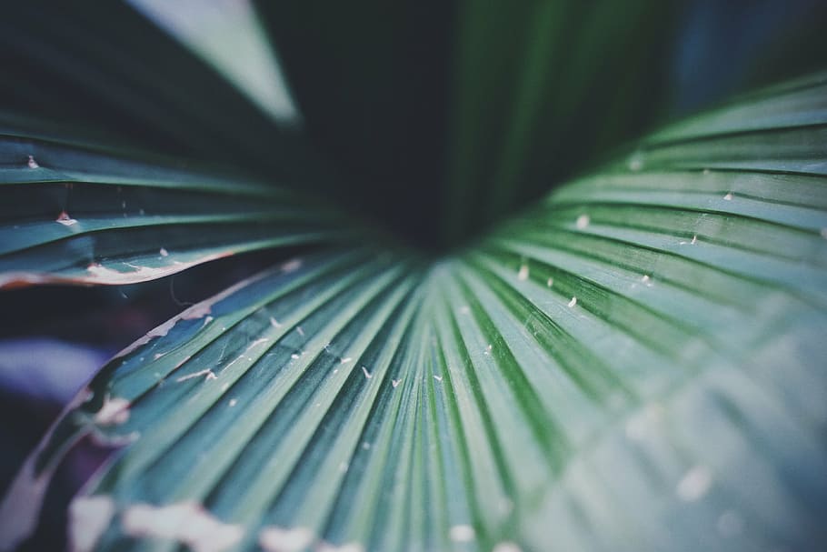 nature, cool, refreshing, leave, green, plant, flowers, leaf HD wallpaper