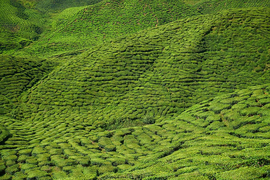high angle view of grass covered ground, tea, field, tea garden, HD wallpaper