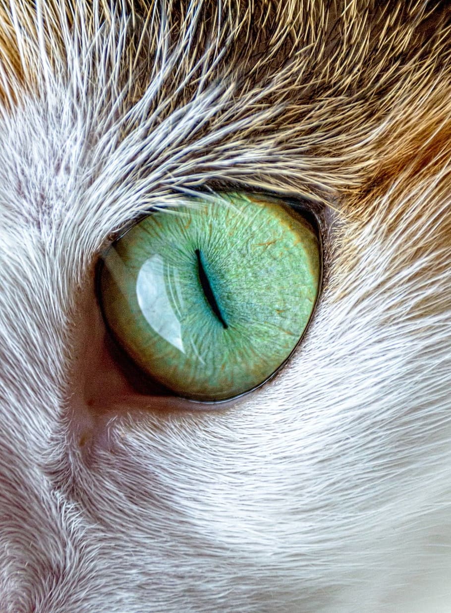closeup photo of animal green eye, cat, fur, pet, feline, domestic HD wallpaper