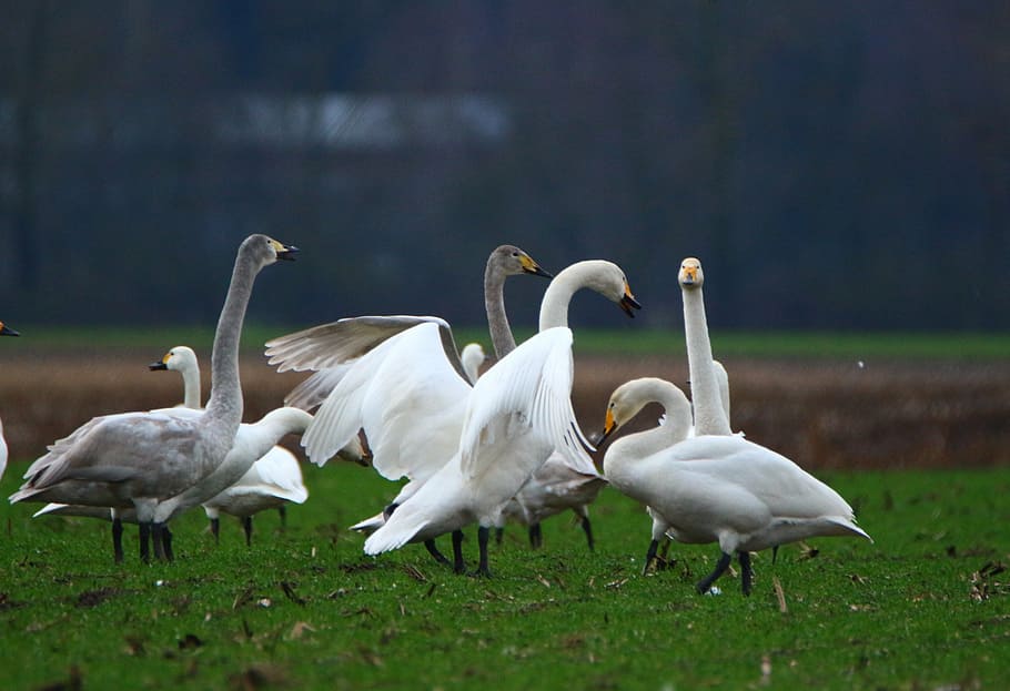 swan, whooper swan, bird, swans, flock of birds, migratory bird, HD wallpaper