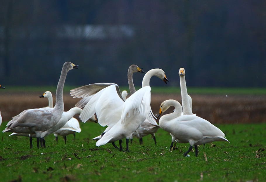 swan, whooper swan, bird, swans, flock of birds, migratory bird HD wallpaper