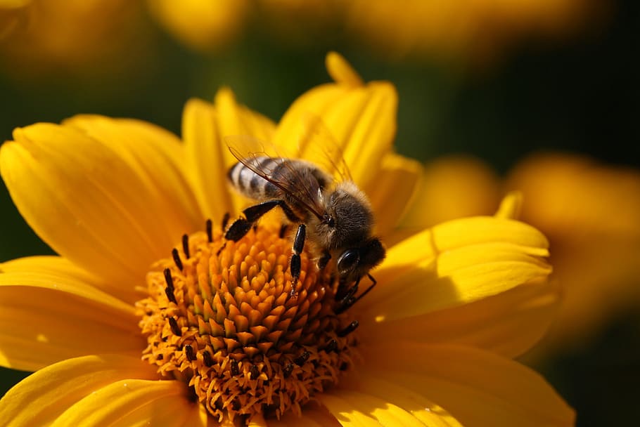 Bee, Blossom, Bloom, Close, Insect, macro, plant, pollination HD wallpaper