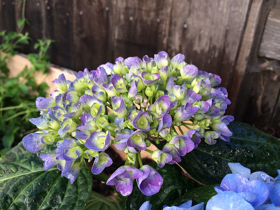 hydrangea, purple, bloom, fresh, garden, flower, flowering plant HD wallpaper