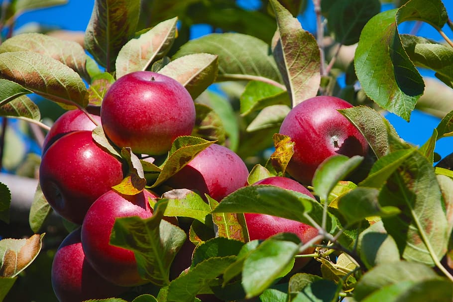 nature, tree, apple, fruit, healthy eating, food and drink HD wallpaper