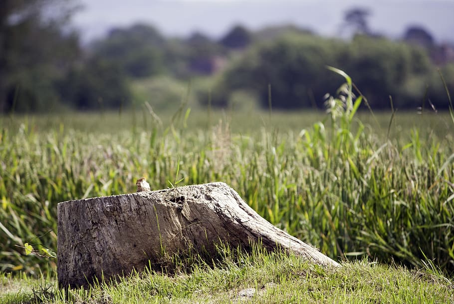 close-up photography of brown stone near grass field, tree stump HD wallpaper