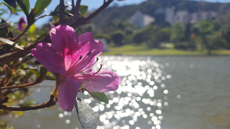 flower, lake, sol, flowering plant, beauty in nature, pink color HD wallpaper