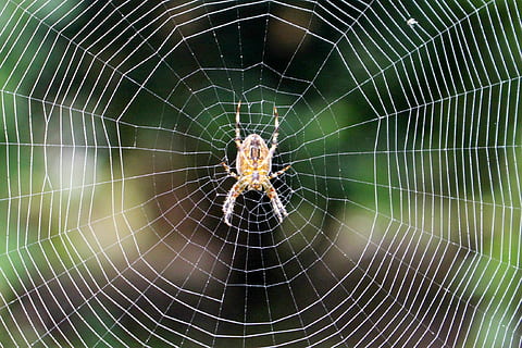 spider, web, spider web, nature, insect, arachnid, spider-web HD wallpaper