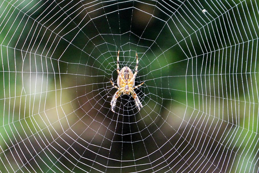 spider, web, spider web, nature, insect, arachnid, spider-web, HD wallpaper