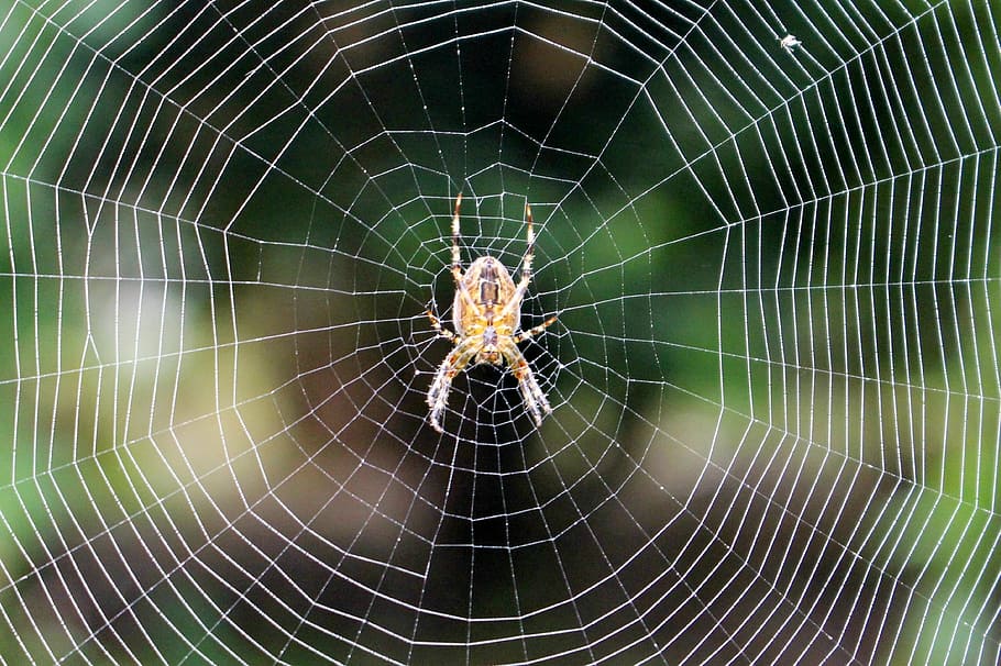 spider, web, spider web, nature, insect, arachnid, spider-web HD wallpaper