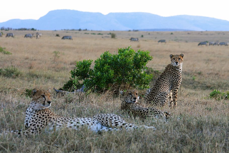 trio, cats, animal, wildlife, safari, nature, ch, savanna, africa, HD wallpaper