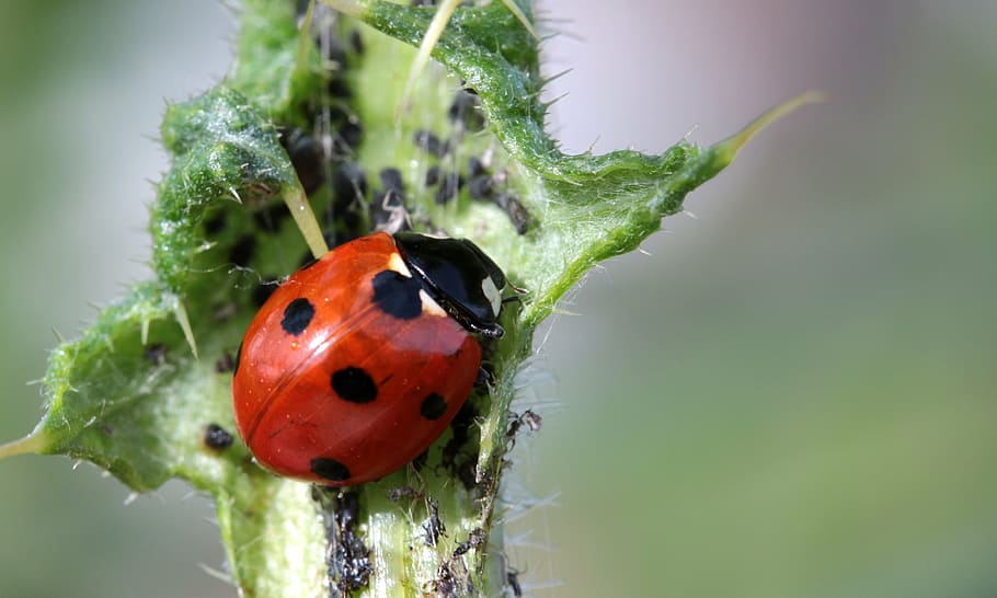 bug on leave, ladybug, beetle, coccinellidae, insect, nature, HD wallpaper