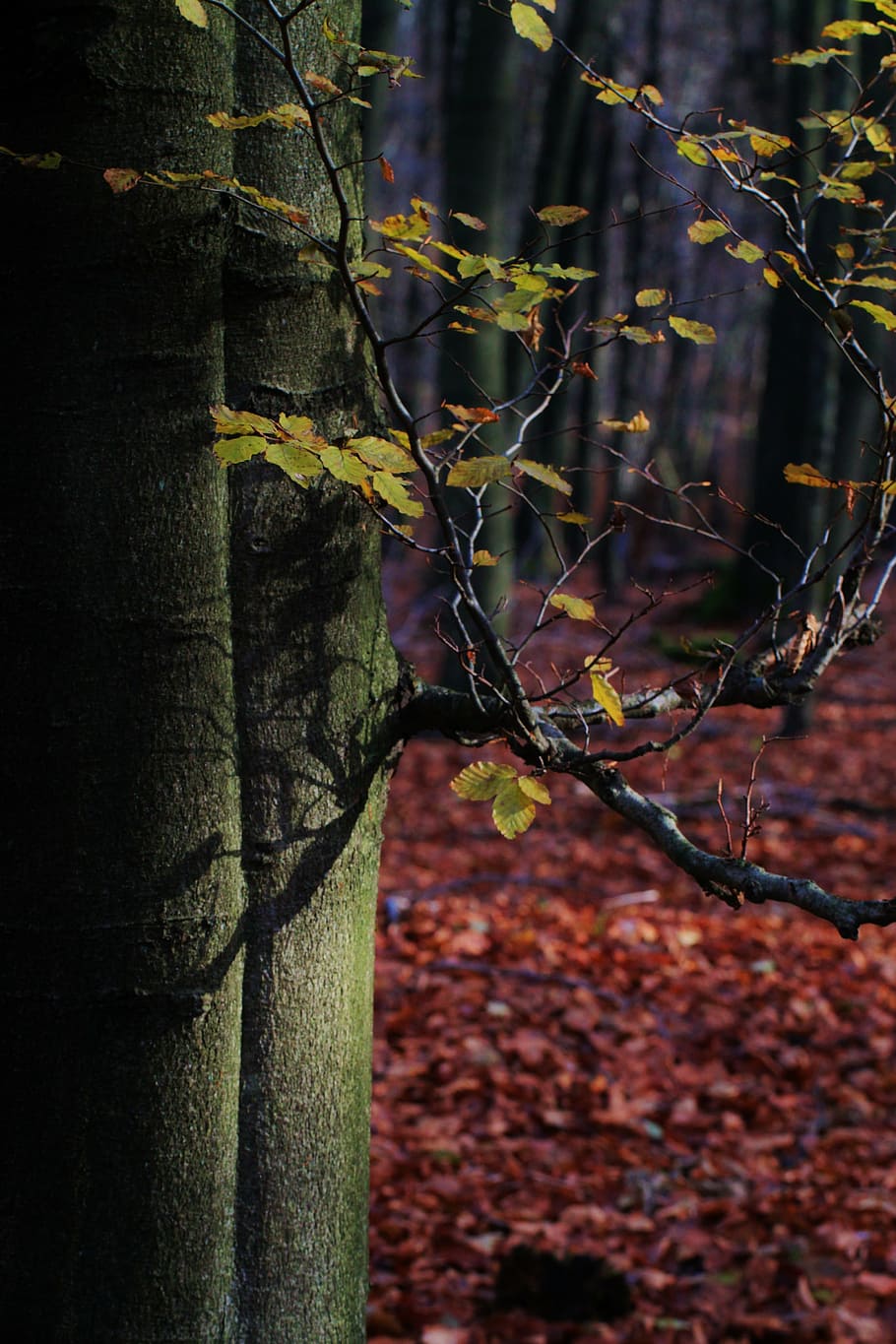 autumn, tree, beech, leaves, forest, colorful, golden autumn HD wallpaper