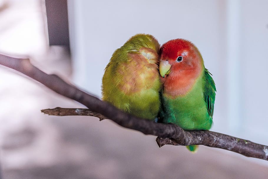 two green-and-red birds, two green lovebirds on tree branch, couple