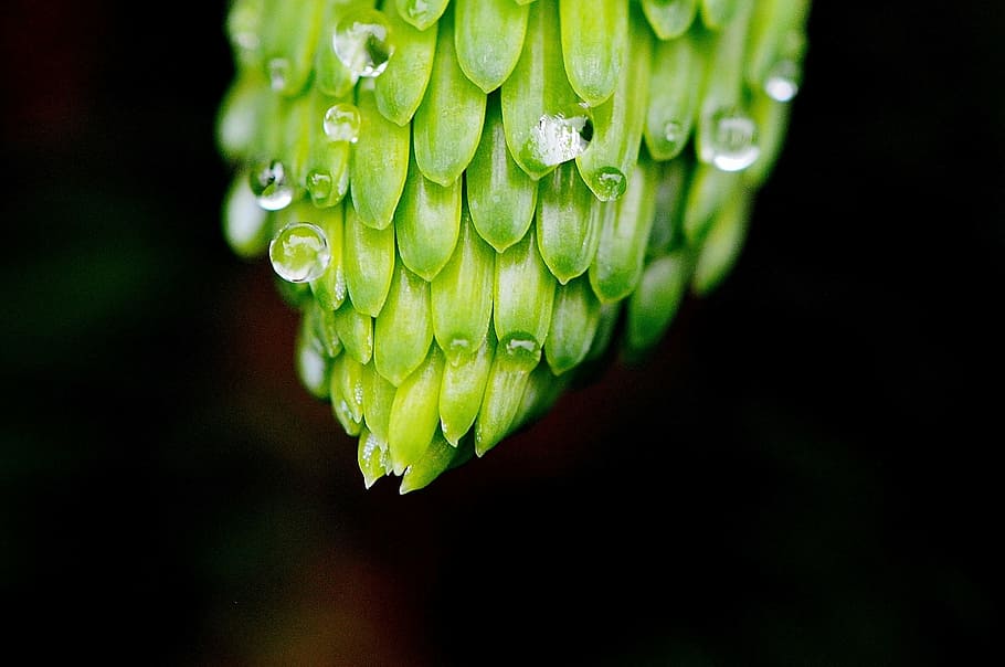 incomplete, beaded, rain, drip, macro, nature, leaf, green Color HD wallpaper