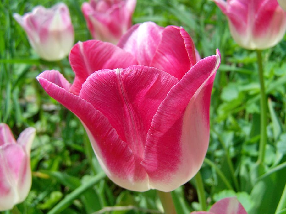 tulip, spring flower, flowering plant, petal, freshness, vulnerability HD wallpaper