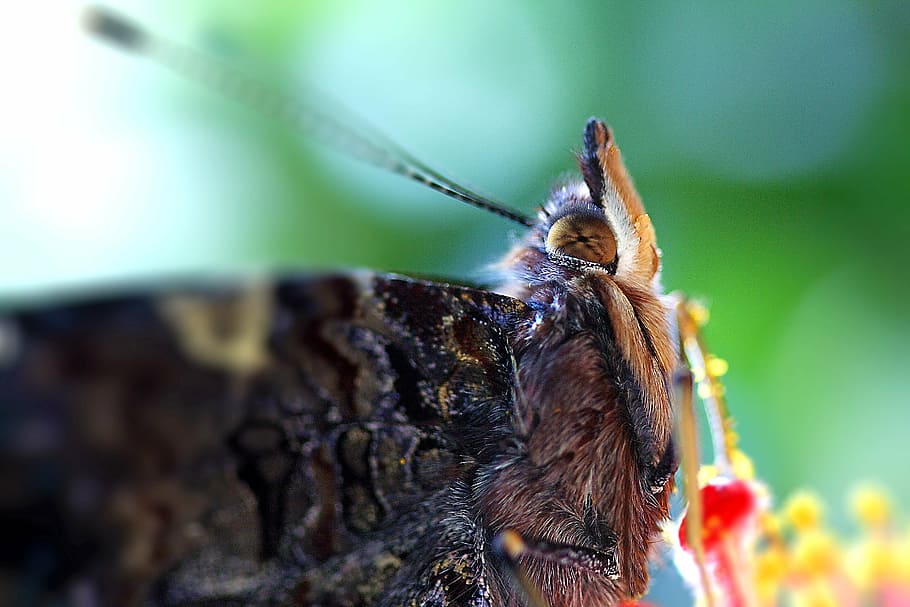 butterfly, close up, macro, eye, insect, complex, hairs, mouth HD wallpaper