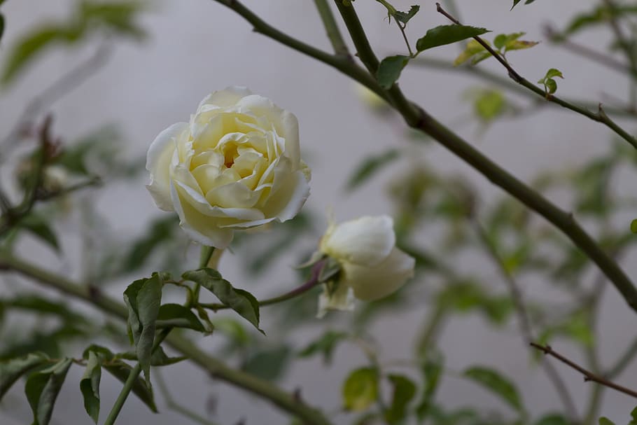 Garden, Spring, Flower, Nature, rosa, rose bush, bloom, white color HD wallpaper