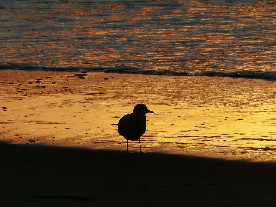 seagull, backlight, beach, birds, animal themes, sunset, one animal HD wallpaper