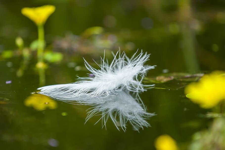 feather, relaxation, soft, beauty in nature, water, plant, vulnerability HD wallpaper