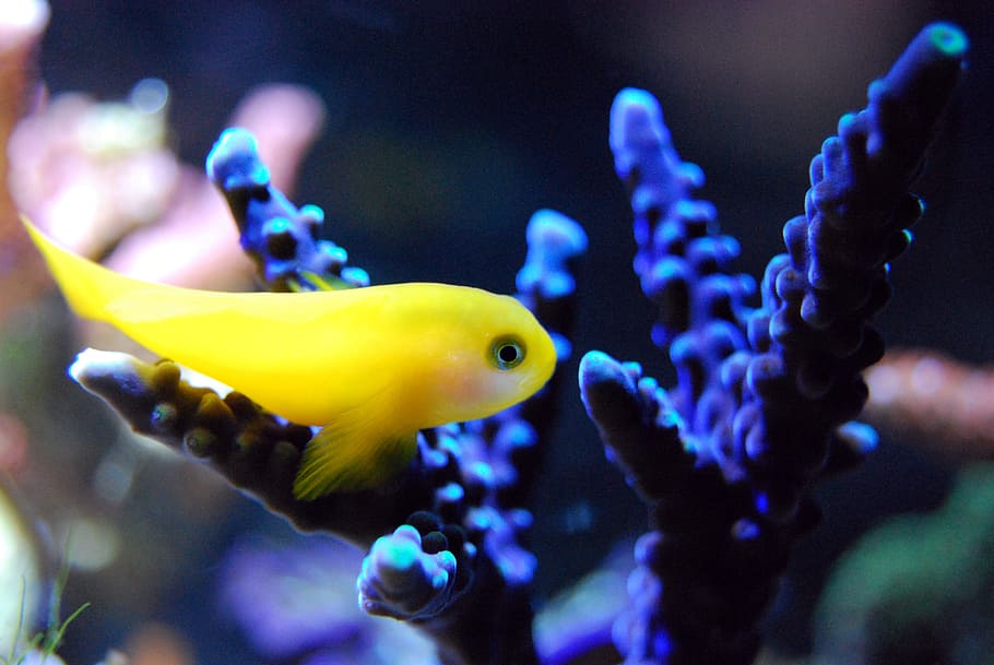 shallow focus photo of yellow fish, reef, coral, sea, underwater, HD wallpaper