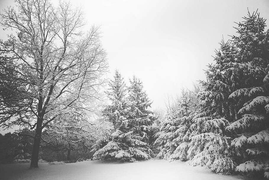 snow-covered pine trees, gray, scale, photo, daytime, winter HD wallpaper